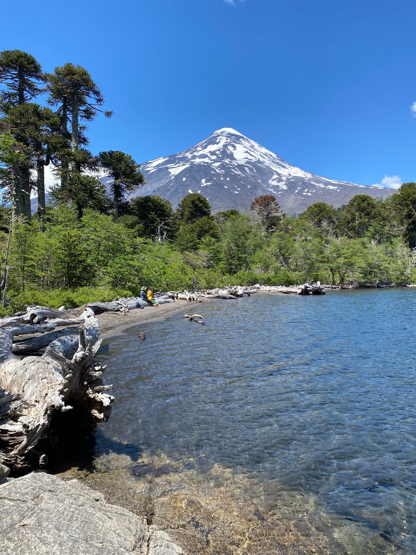 Orilla de lago con troncos, araucarias y un volcán nevado al fondo