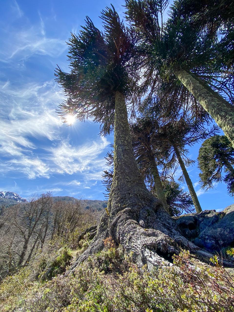 Araucaria milenaria vista desde su base con el sol filtrándose entre las ramas