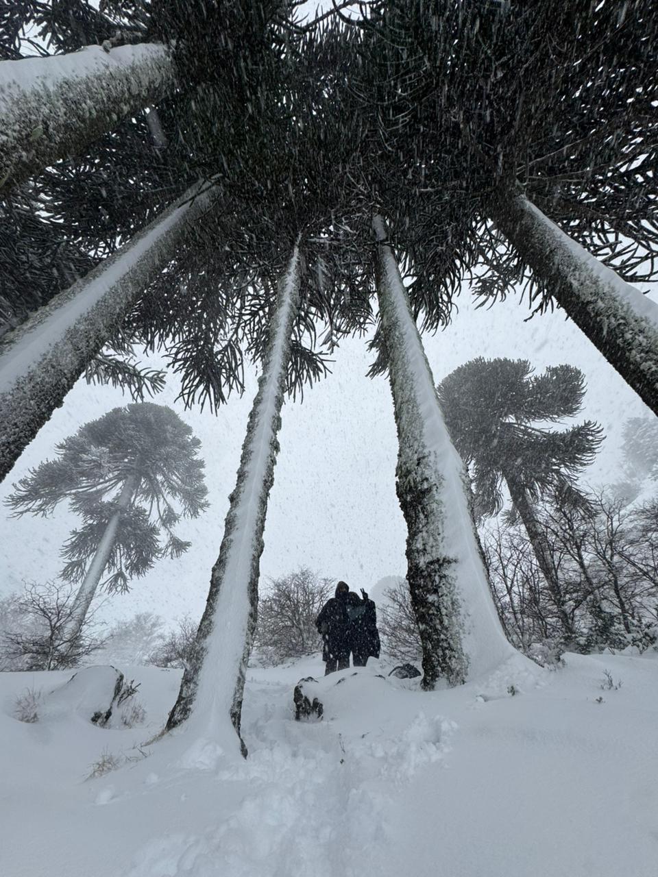 Visitantes bajo un bosque de araucarias durante una intensa nevada