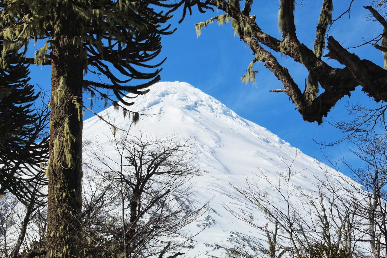 Cumbre nevada del volcán Lanín enmarcada por ramas de araucaria y coigüe