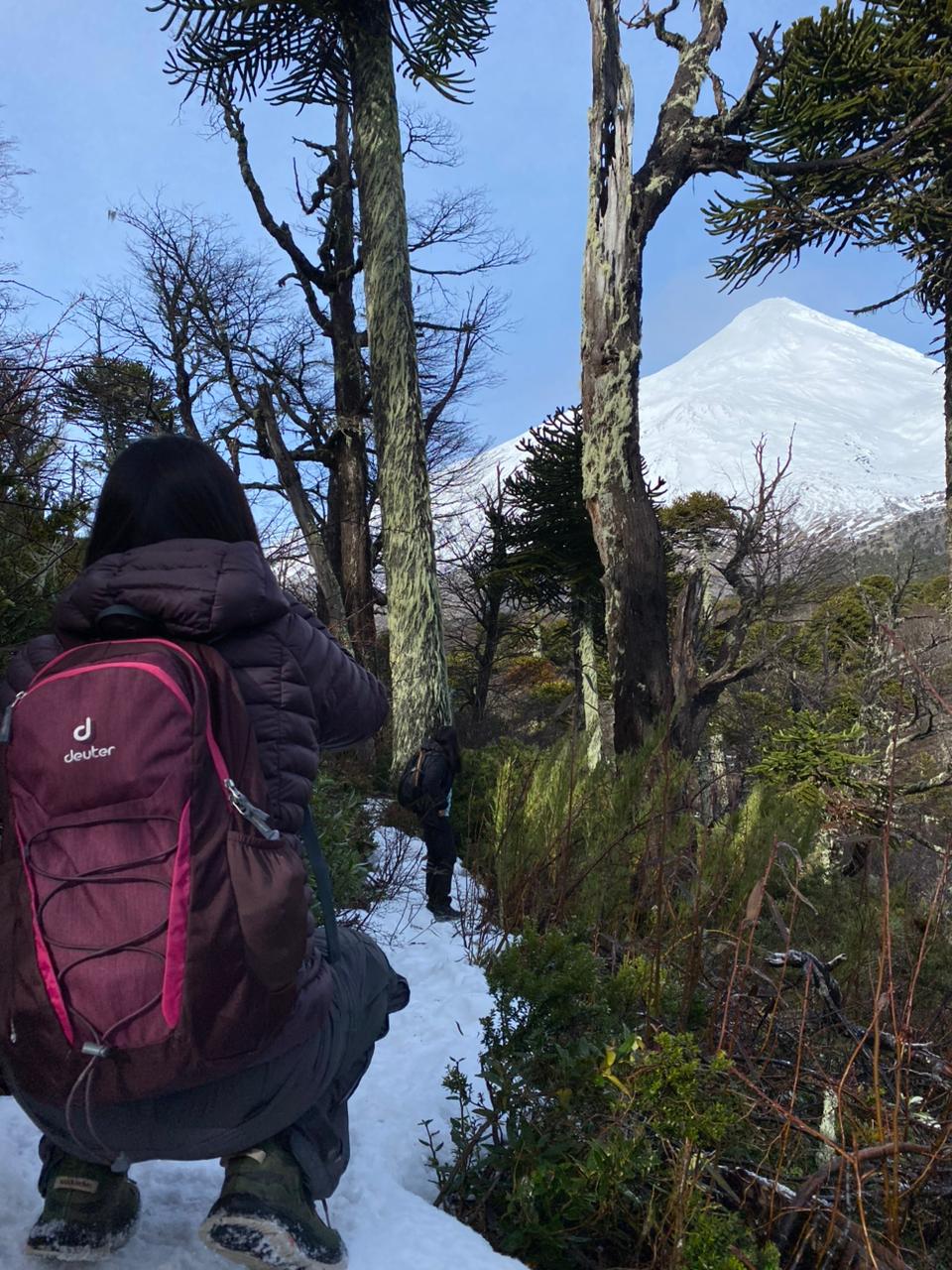 Caminante observando el volcán Lanín desde el sendero nevado entre araucarias